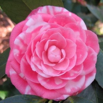 Jack's Variegated